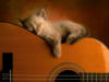 Котик с гитарой: оригинал