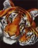 Схема вышивки «Arrrgh Tigers!»