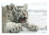Белый тигр 1: оригинал