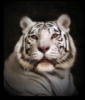 Схема вышивки «Белый тигр 2»