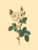 Схема вышивки «Белая роза»