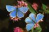 Голубые бабочки: оригинал