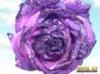 Фиолетовая роза: оригинал