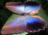 Тропическая бабочка: оригинал