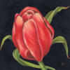 Красный тюльпан: оригинал
