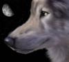 Волк в ночи: оригинал