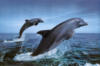 Пара дельфинов: оригинал