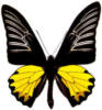 Схема вышивки «Бабочка- Троидес Радамант»