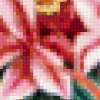 Цветение кактуса: предпросмотр