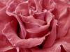 Схема вышивки «Бархотная роза (для подушки)»