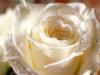 Схема вышивки «Чайная роза в росе»