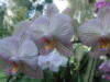 Орхидеи: оригинал