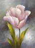 Розовый тюльпан: оригинал