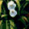 Букет белых тюльпанов: предпросмотр
