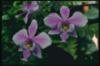 Схема вышивки «Розово-сиреневая орхидея»