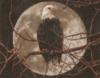 Схема вышивки «Орёл на фоне луны»