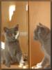 Котик  с зеркалом: оригинал