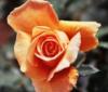 Оранжевая роза: оригинал