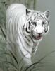 Белый тигр: оригинал