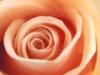 Схема вышивки «Персиковая роза»