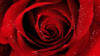 Схема вышивки «A Red Rose»