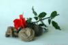 Схема вышивки «Desert Roses and a Rose»
