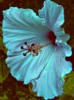 Blue Flower: оригинал
