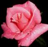 Схема вышивки «Pink Rose»