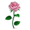 Розовая роза о-о-о: оригинал