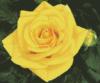 Yellow Rose: оригинал