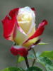 Схема вышивки «Red-White Rose»