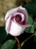 Схема вышивки «Purple Rose»