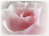 Схема вышивки «Розовая роза»