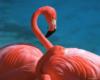 Схема вышивки «Flamingo - Head»