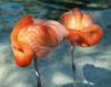 Схема вышивки «Two Flamingos»