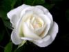 Схема вышивки «White Rose»