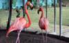 Схема вышивки «Trapped Flamingos»