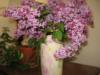 Схема вышивки «Bouquet of Lilac»
