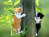 Котята на дереве: оригинал
