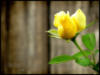 Yellow Rose: оригинал