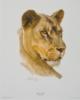 Схема вышивки «Lioness Head»