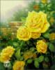 Схема вышивки «Желтые розы. Кинкейд»