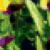 Цветы из маминого сада: предпросмотр