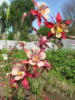 Цветы из маминого сада: оригинал