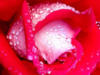 Схема вышивки «Утренняя роза»