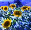 Tuscany Sunflowers: оригинал