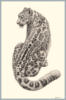 Схема вышивки «Leopard (Pencil Drawing)»