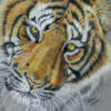 Схема вышивки «Tiger Head (Pencil Drawing)»