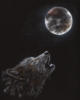 Wolf and Moon (Pencil Drawing): оригинал