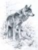 Wolf (Pencil Drawing): оригинал